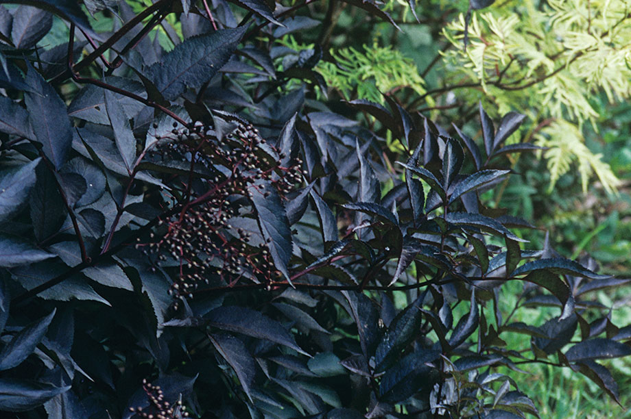 Sambucus nigra produces purplish-black berries that hang in heavy bunches are mildly poisonous if eaten raw but they are edible after cooking